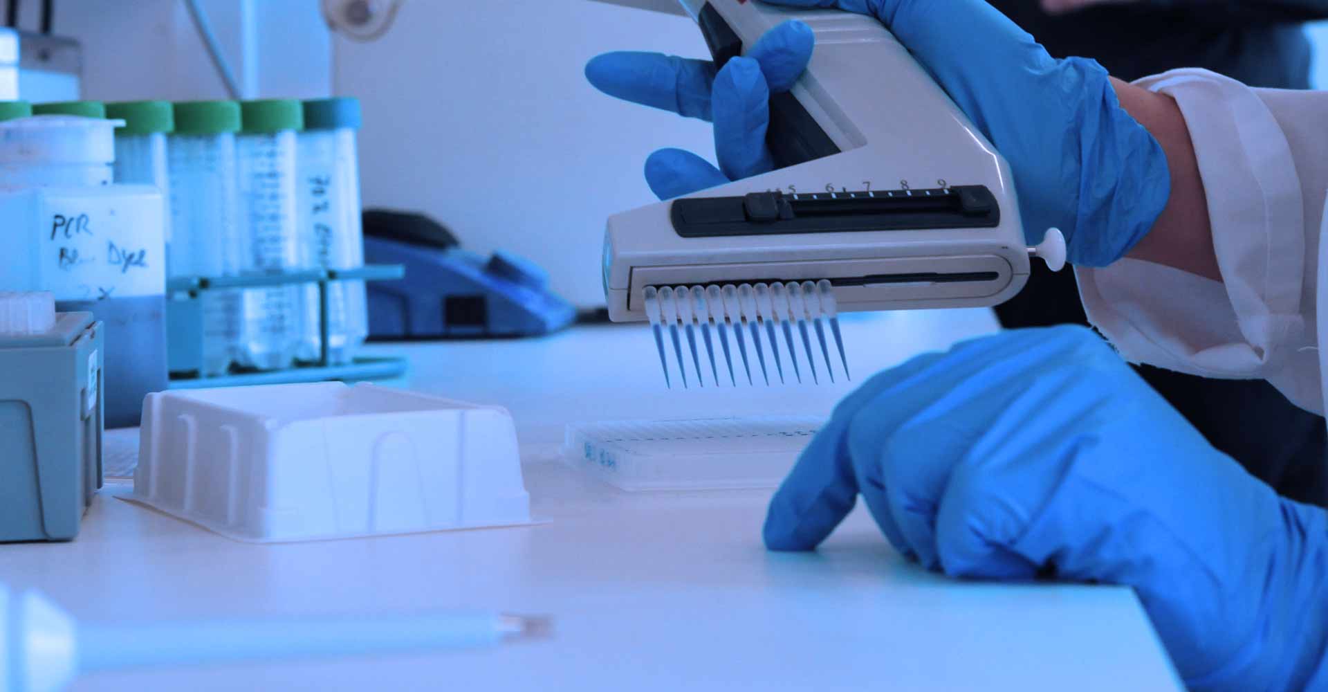 Gene Targeting Cloning and PCR Analysis by PolyGene