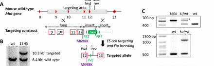 Knock-in MMAuria Mouse Model Gene Targeting Strategy